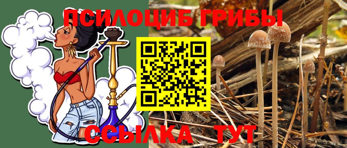 Псилоцибиновые грибы Psilocybe  Вход с VPN  наркота  Серов 